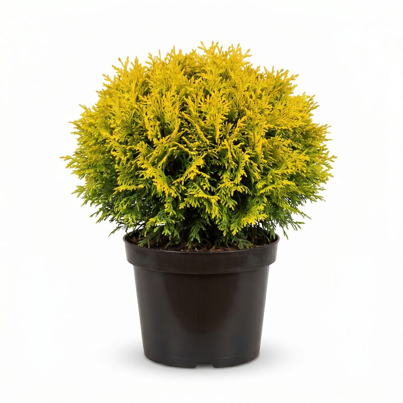 Sungold False Cypress image