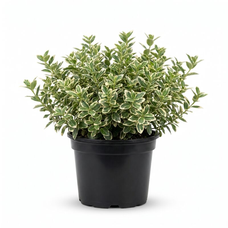 Ivory Jade Wintercreeper image