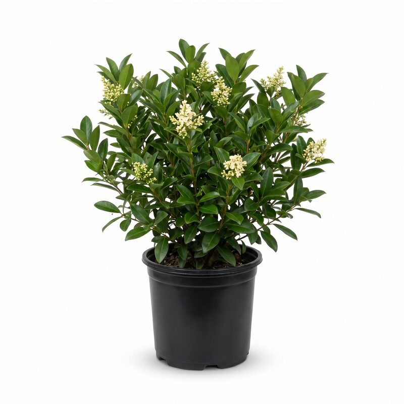 Waxleaf Privet image