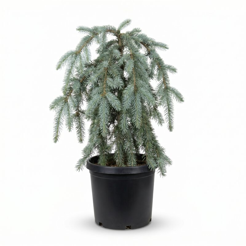 Slenderina Weeping Blue Spruce image