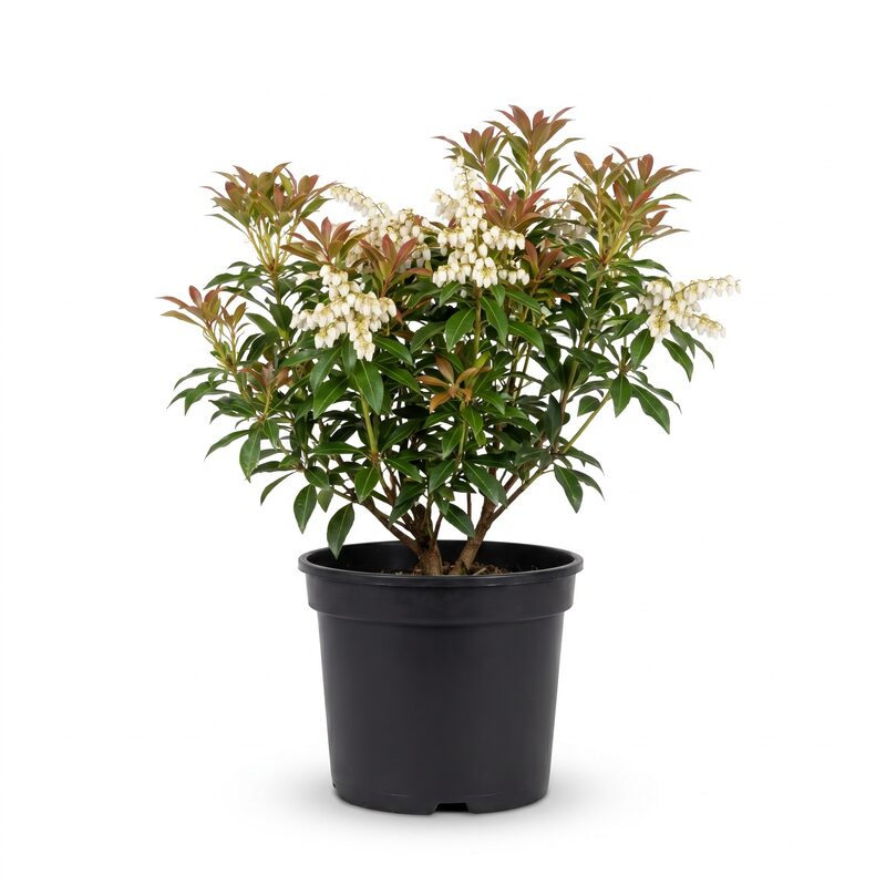 Katsura Pieris image