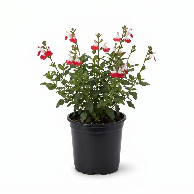Hot Lips Salvia image