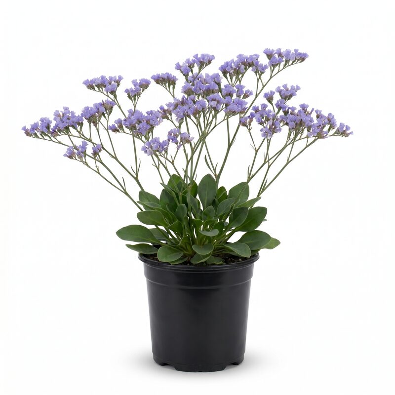 Sea Lavender image