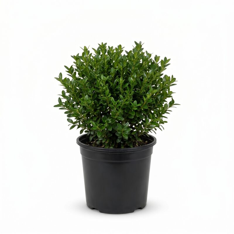 Little Missy Boxwood image