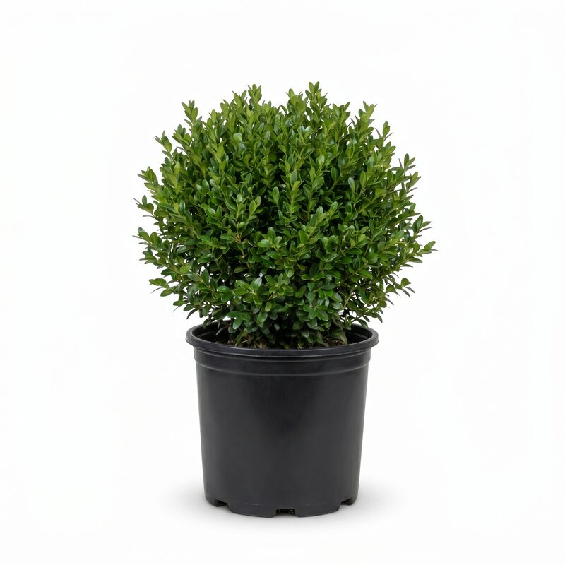NewGen Independence Boxwood image