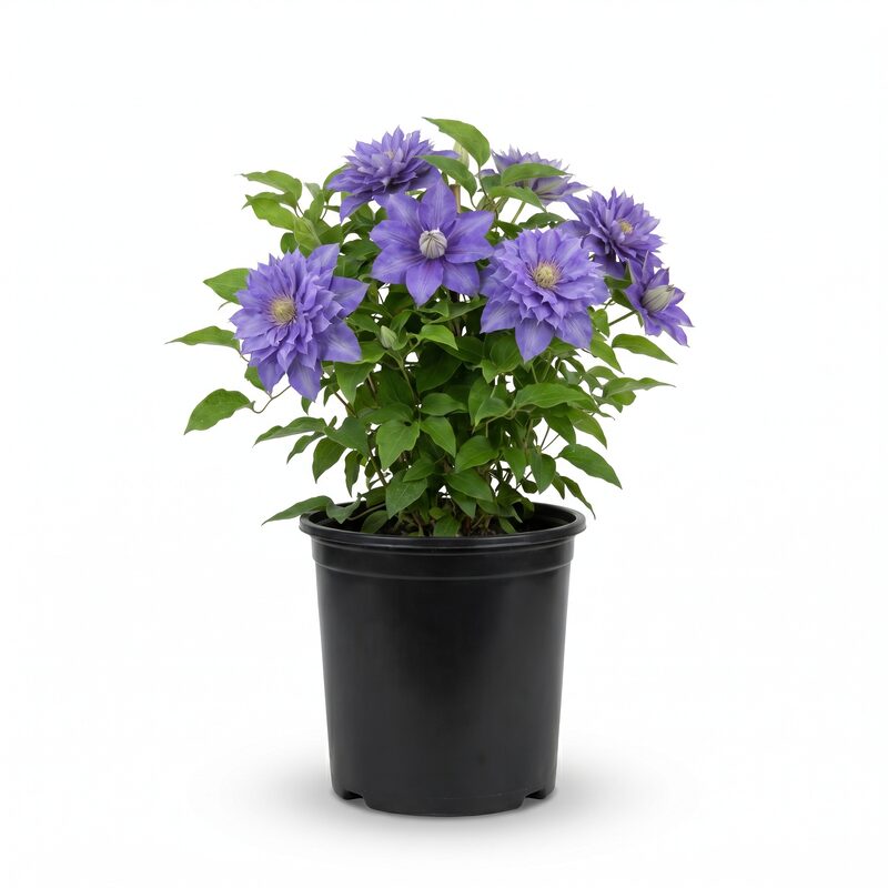 Regal Diamantina Clematis image