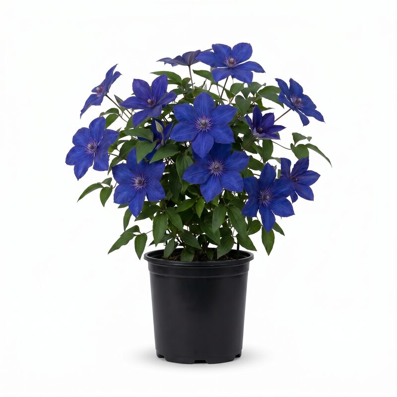 Sapphire Indigo Clematis image