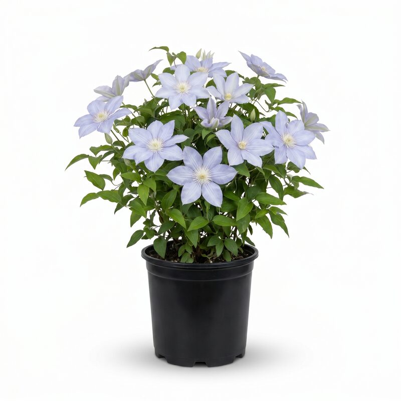 Tranquilite Clematis image