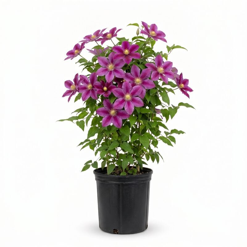Boulevard Volunteer Clematis image