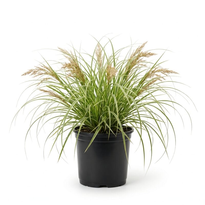 Feather Falls Sedge image