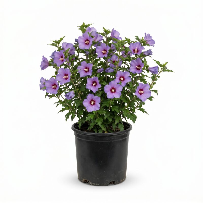 Lil' Kim Violet Rose of Sharon image