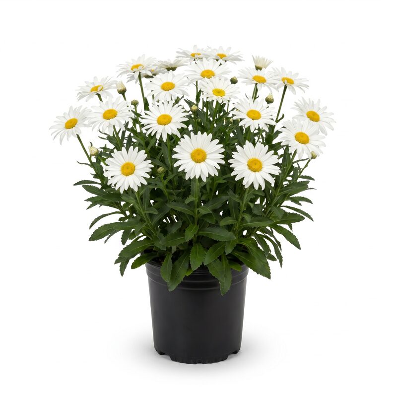 Whoops-A-Daisy Shasta Daisy image