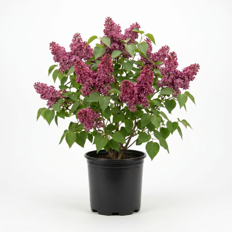 Declaration Lilac image