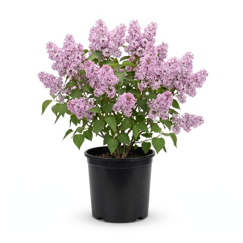 Scentara Pura Lilac image