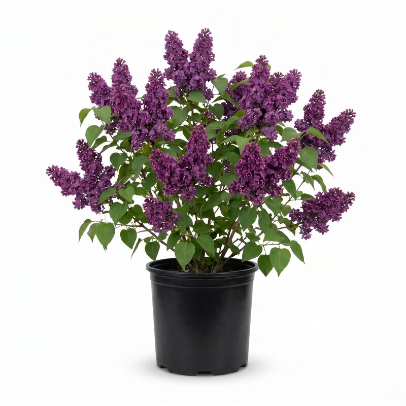 Purple Glory Lilac image