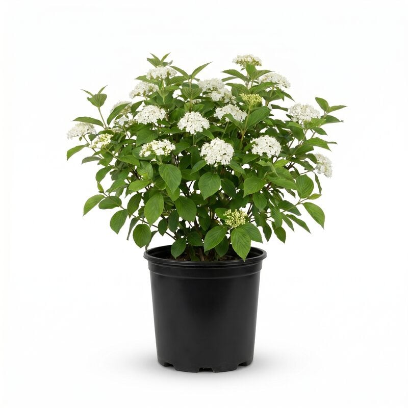 Cayuga Viburnum image