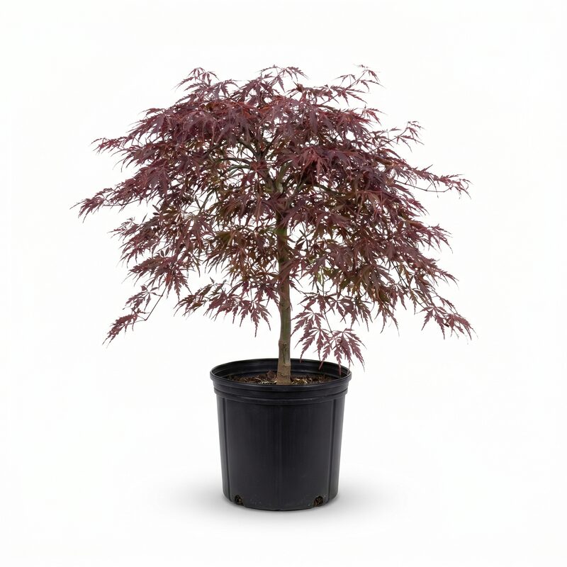Crimson Queen Japanese Maple image