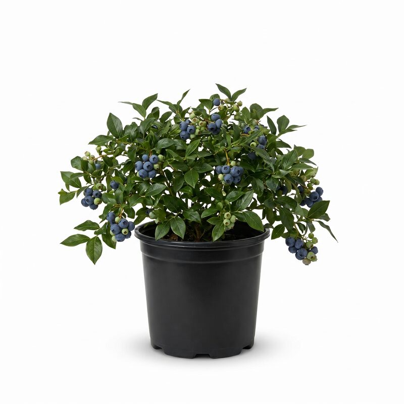 Bushel & Berry Sapphire Cascade image