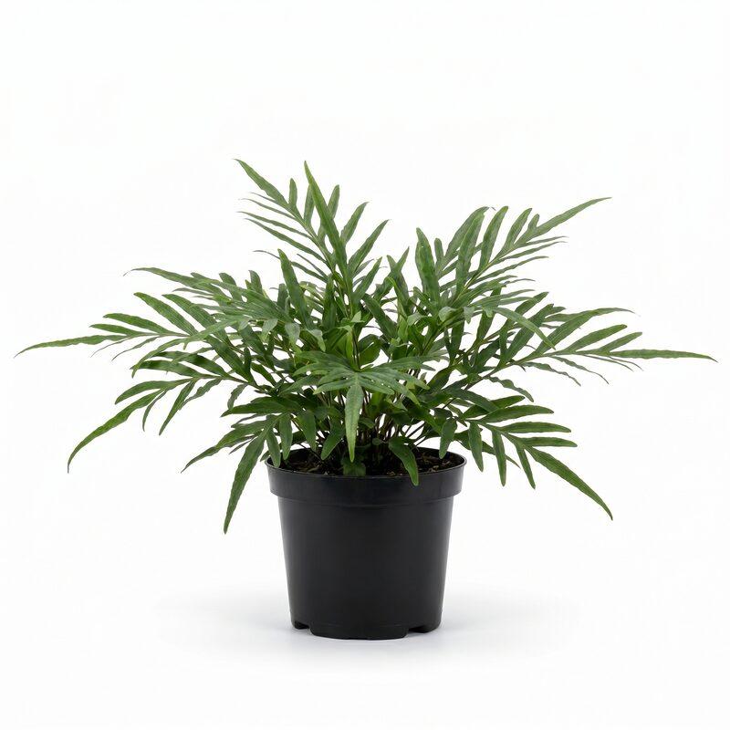 Dragontail Fern image