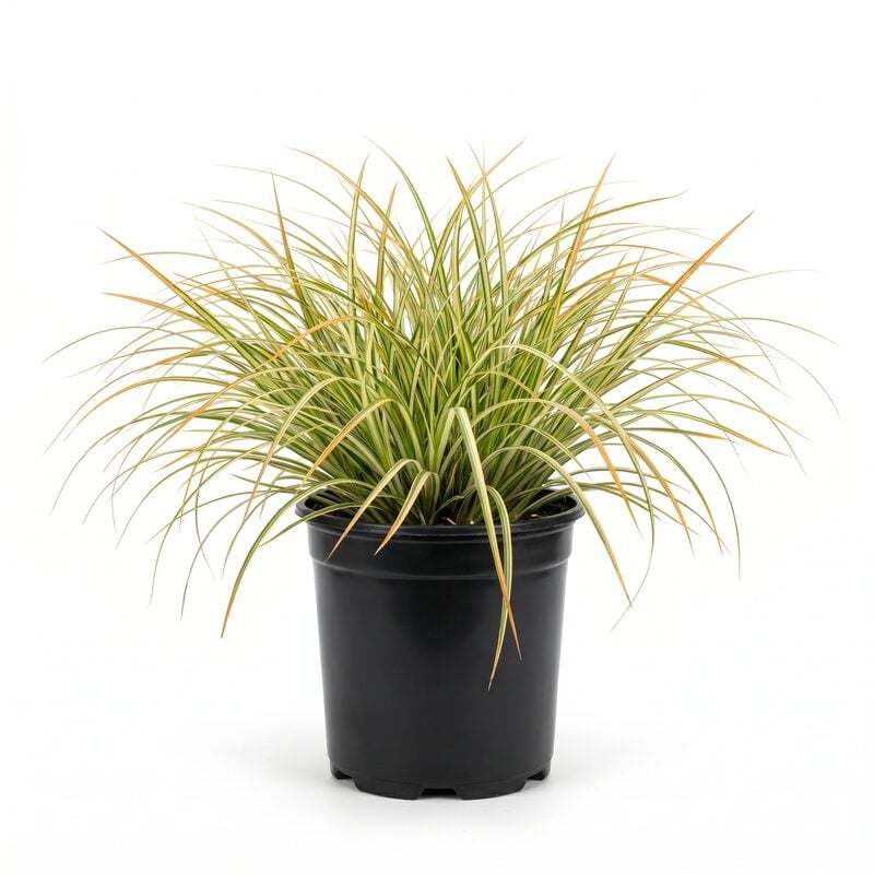 EverColor Everglow Sedge Grass image