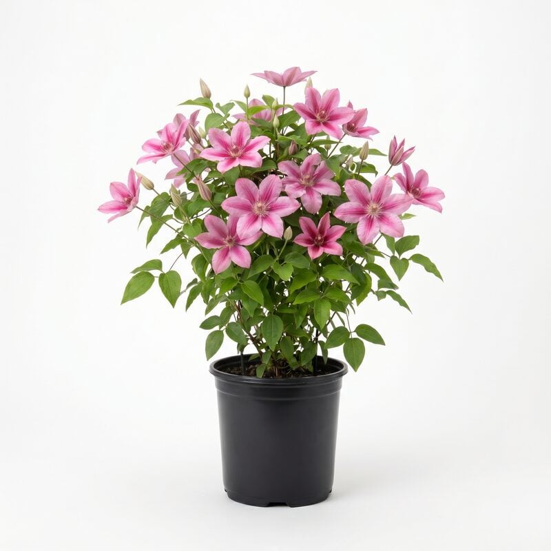 Boulevard Vicki Clematis image