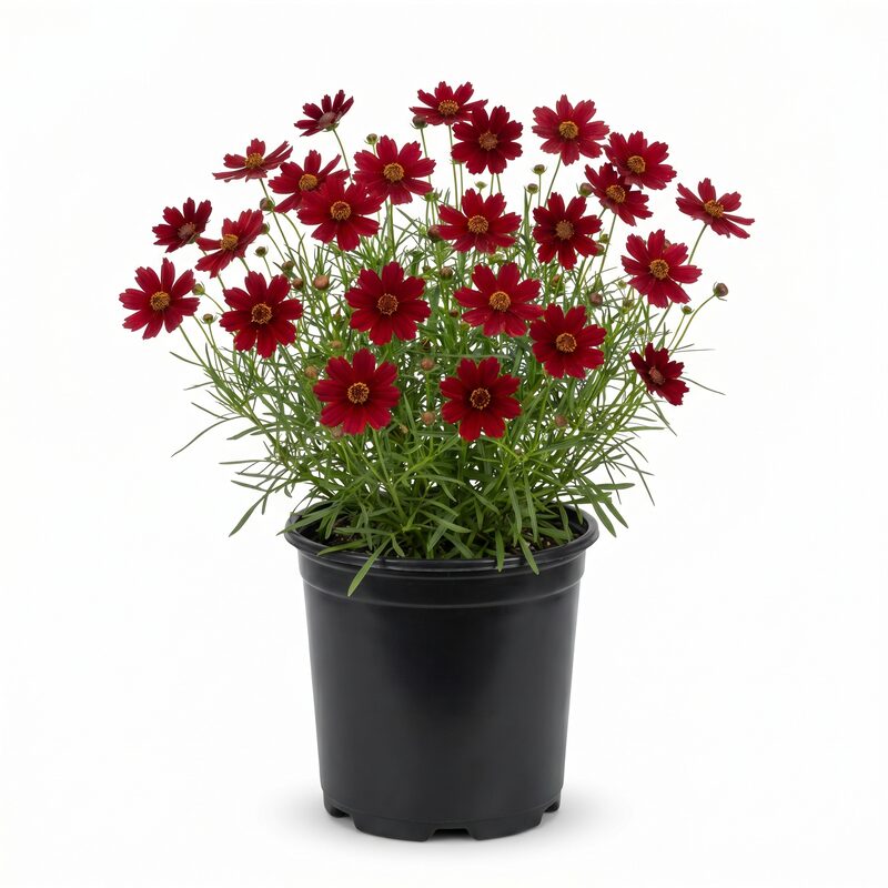 Li'L Bang Red Elf Coreopsis image