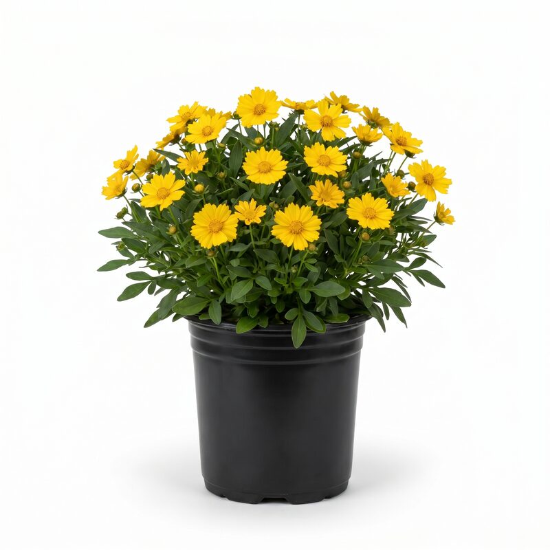 Baby Sun Coreopsis image