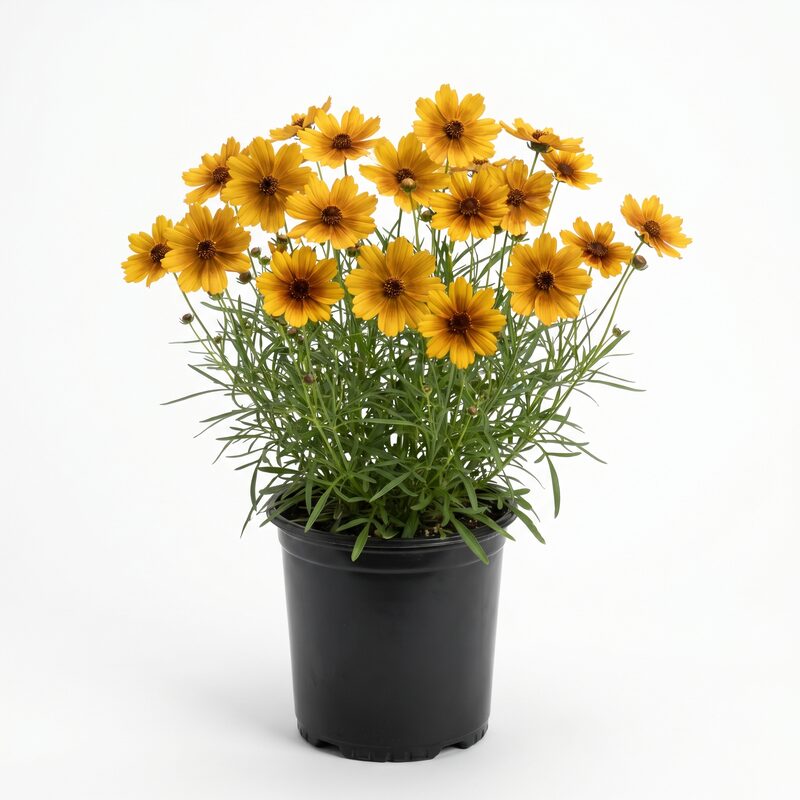 Creme Caramel Coreopsis image
