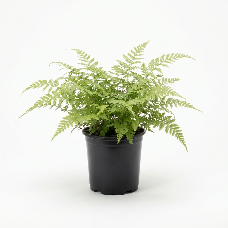 Hayscented Fern image