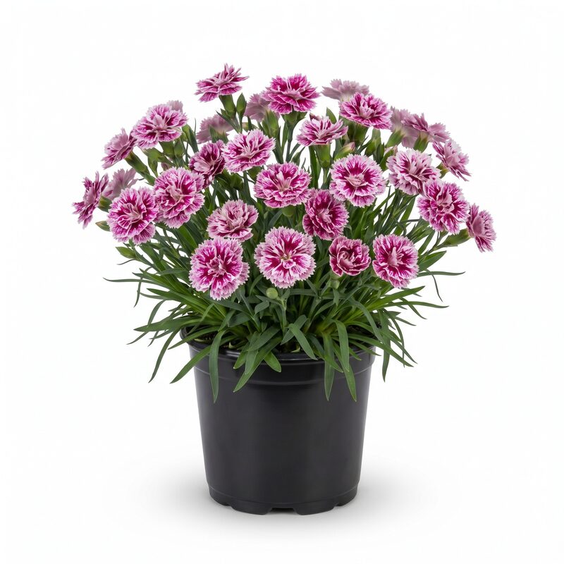 Star Starburst Dianthus image