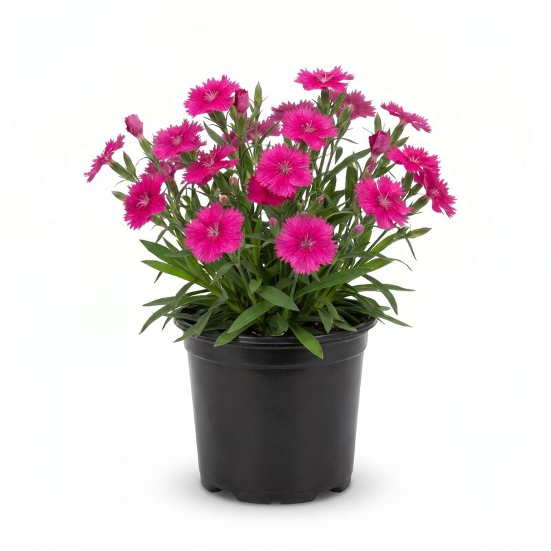 Paint The Town Fuchsia Dianthus image