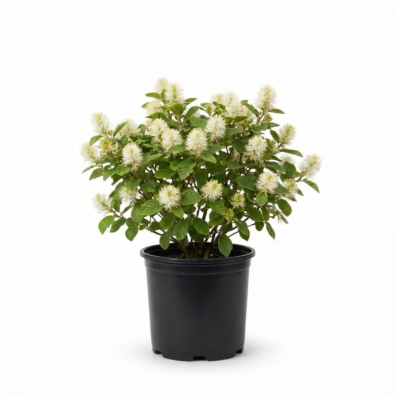 Dwarf Fothergilla image