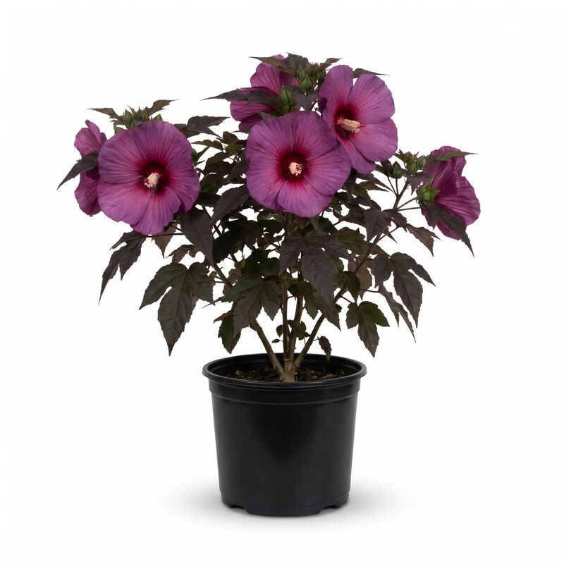 Giant Hibiscus Starry Starry Night image