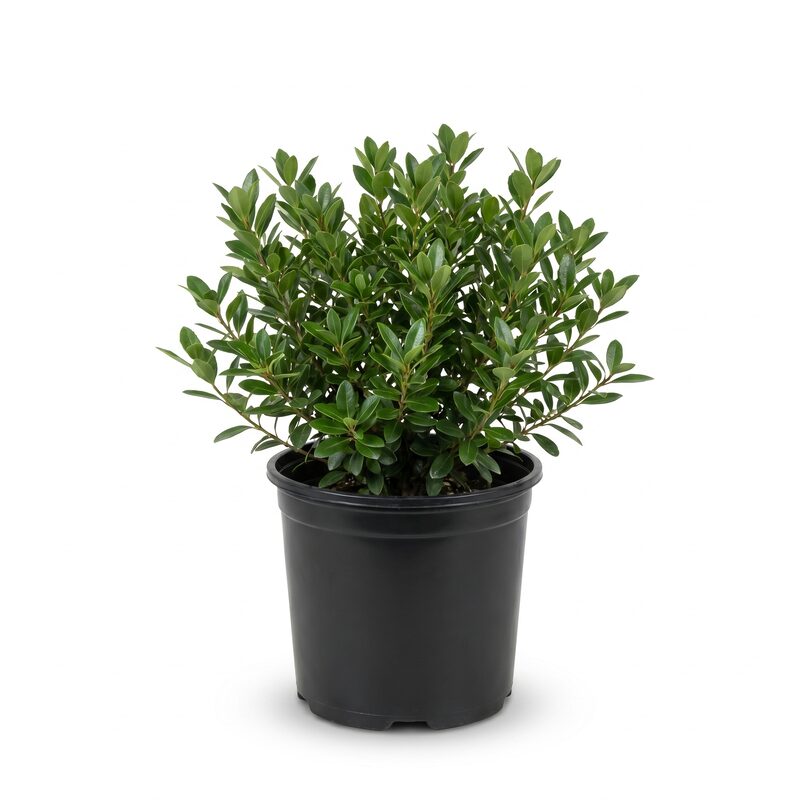 Densa Inkberry Holly image