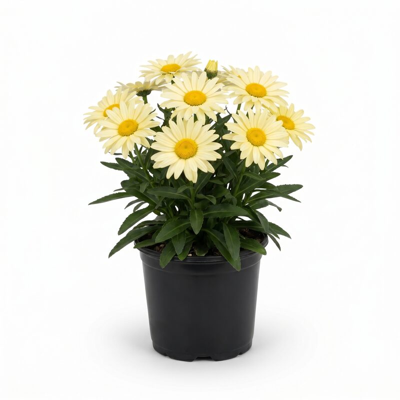 Amazing Daisies Banana Cream Shasta Daisy II image
