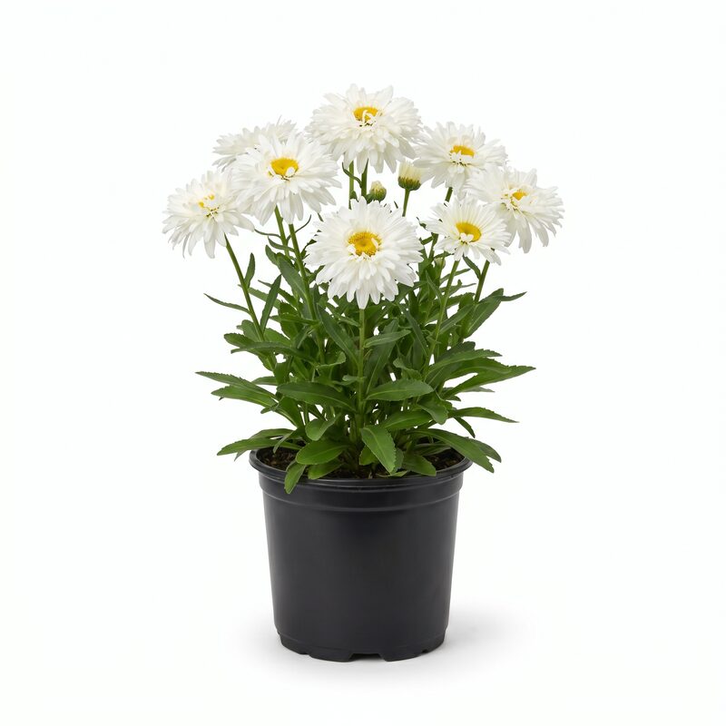 Marshmallow Shasta Daisy image