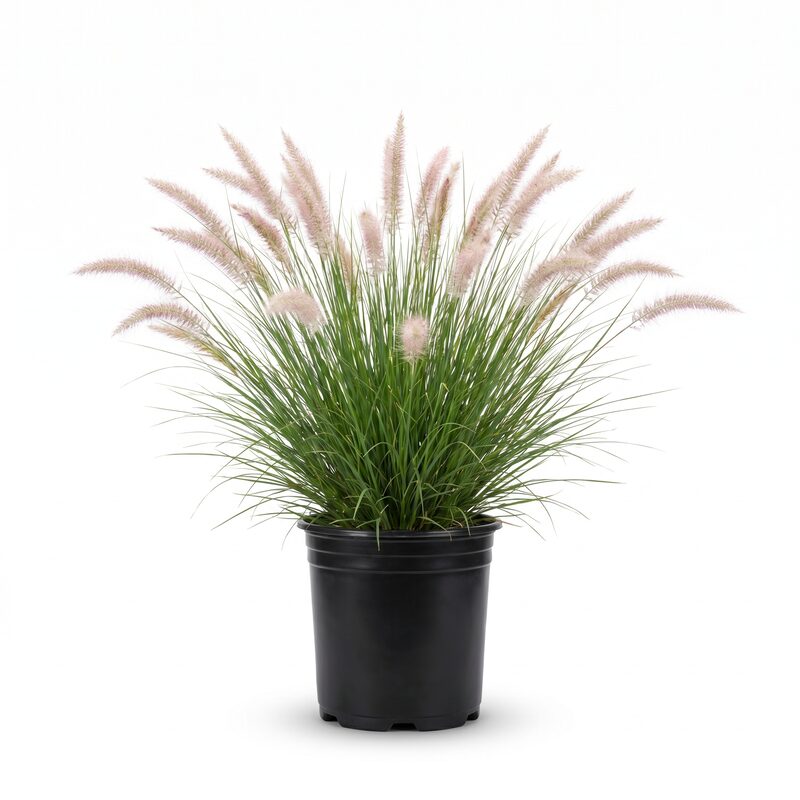 Hush Puppy Fountain Grass image