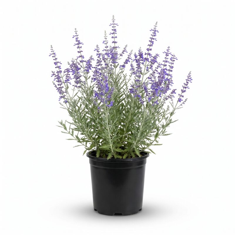 Blue Jean Baby Russian Sage image