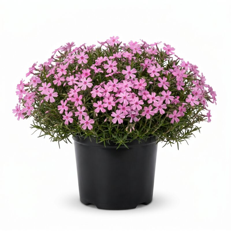 Drummond Pink Creeping Phlox image