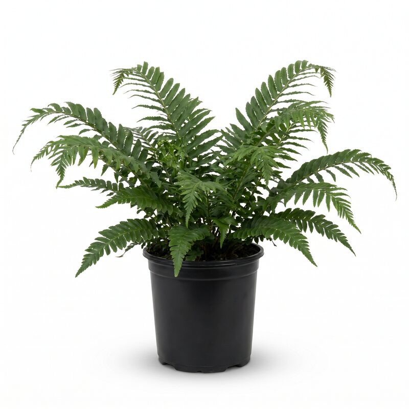 Tassel Fern image
