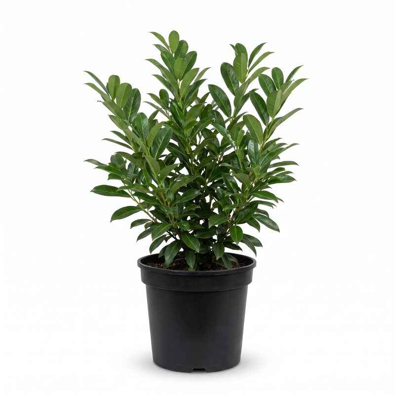 Zimmerman Cherry Laurel image