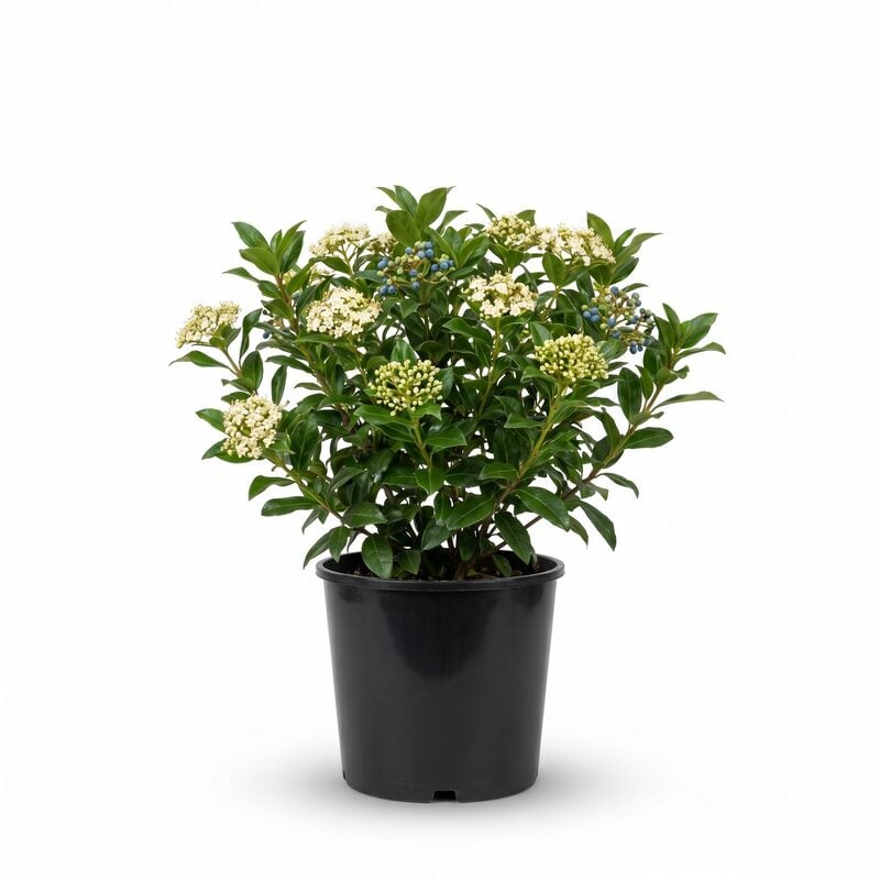 Winterthur Viburnum image