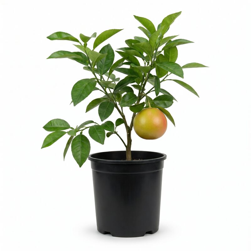 Star Ruby Grapefruit image
