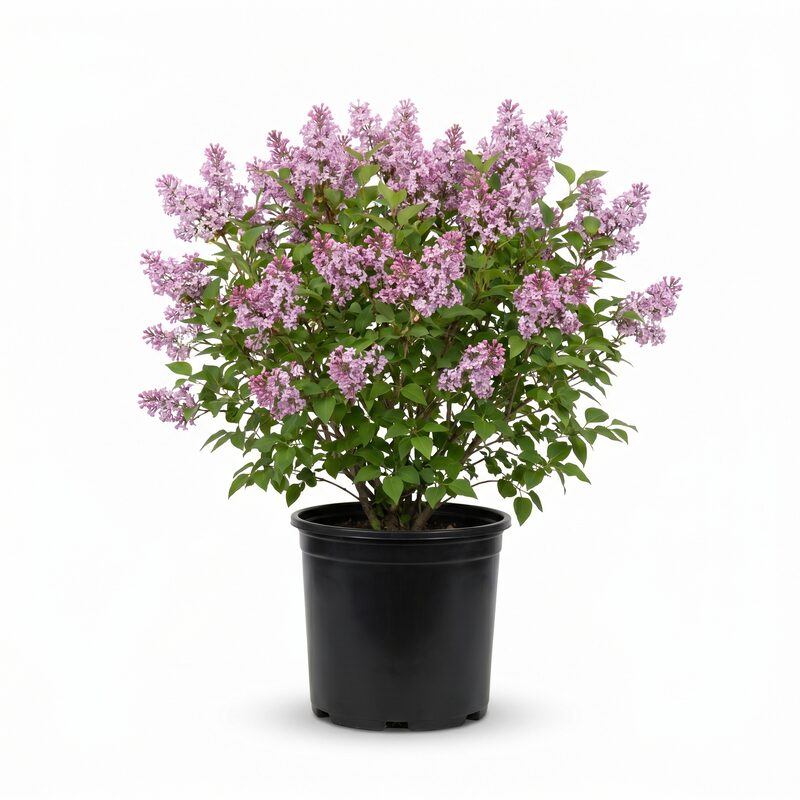 Little Lady Lilac image
