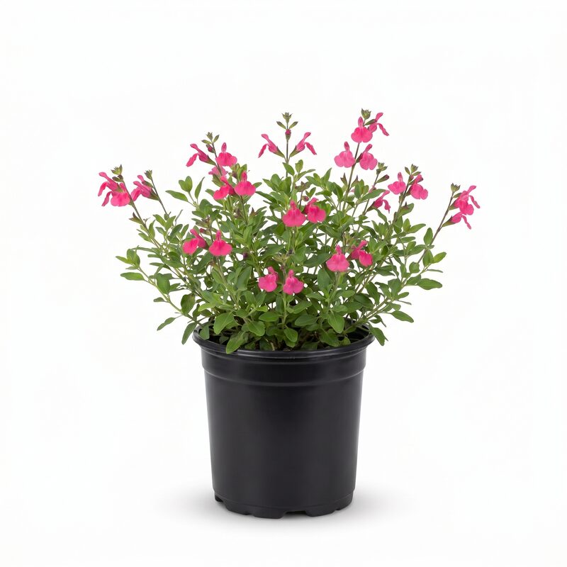 Pink Autumn Sage image
