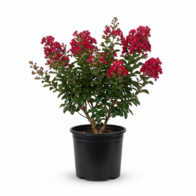 GreatMyrtle Cherry Delight Crape Myrtle Shrub image
