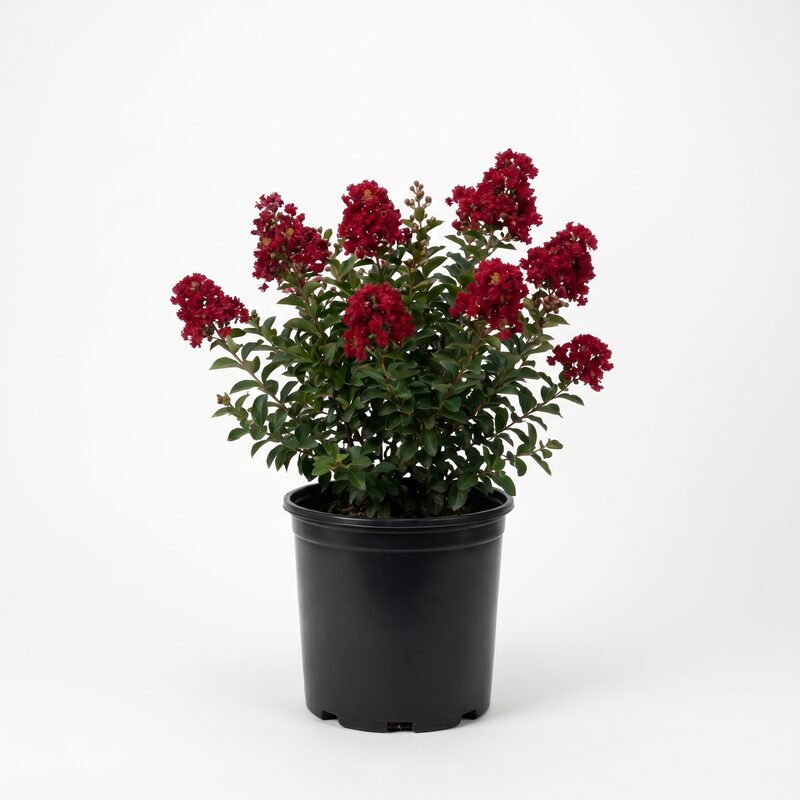 GreatMyrtle Red Velvet Crape Myrtle Shrub image