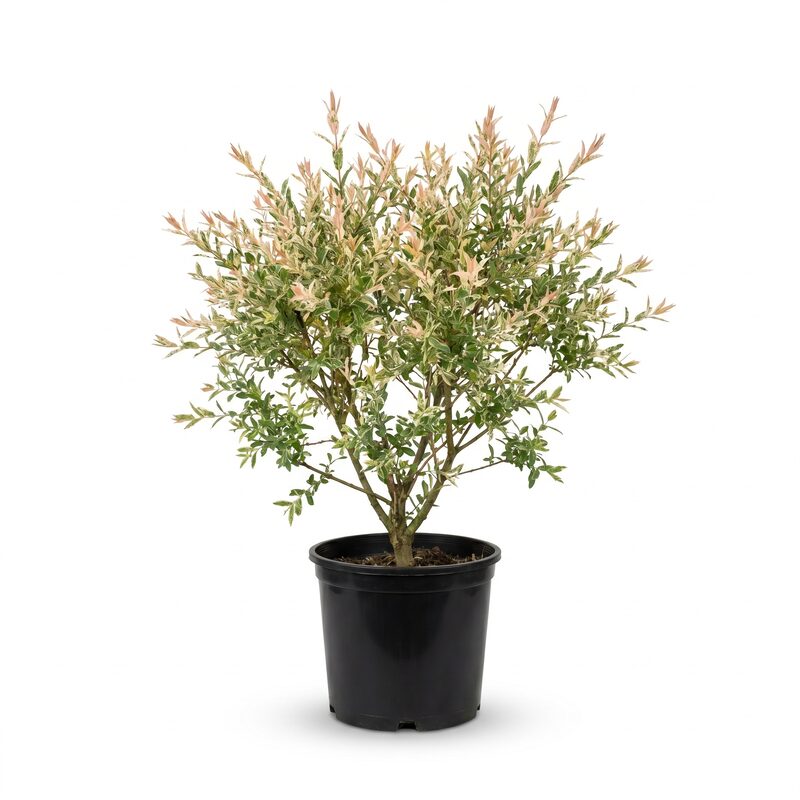 Dappled Willow Tree Form image