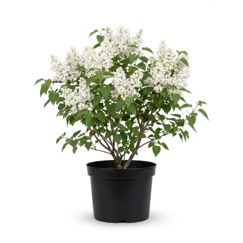 New Age White Lilac image