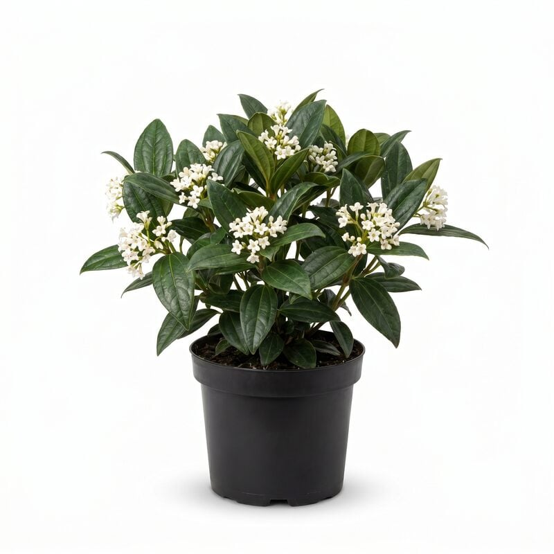 Yang David Viburnum image